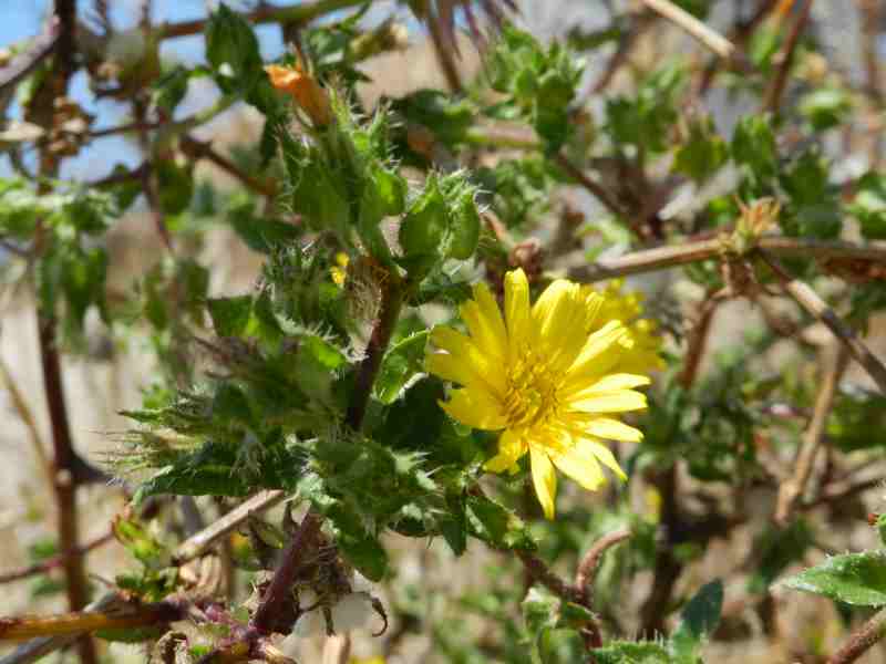 Asteraceae  - Helminthotheca echioides